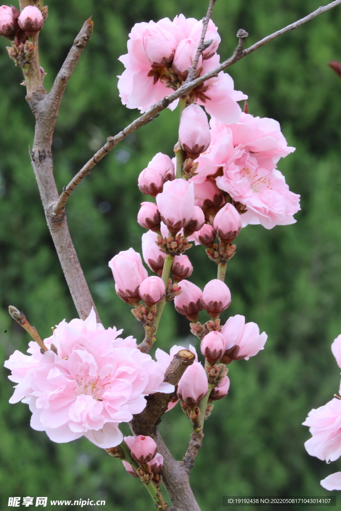 碧桃花