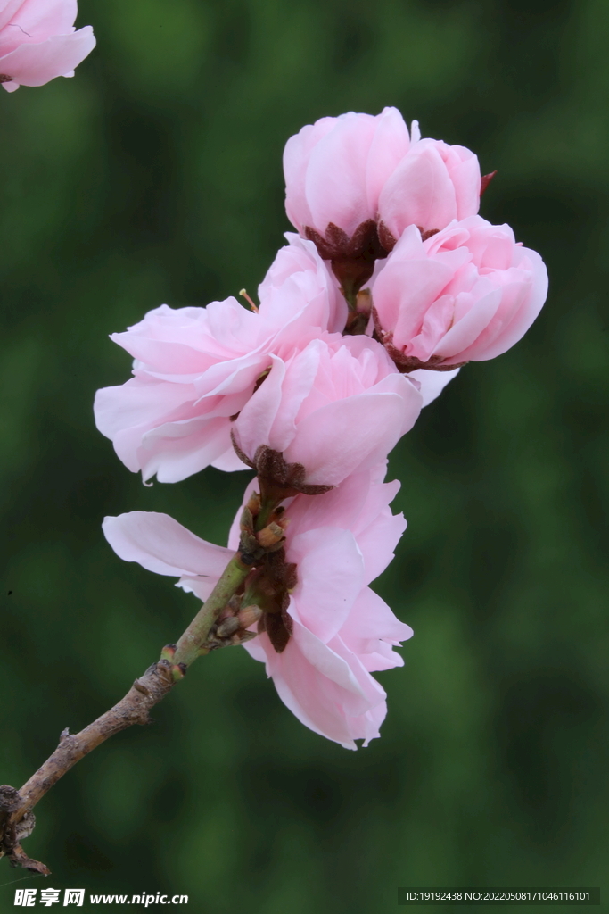 碧桃花