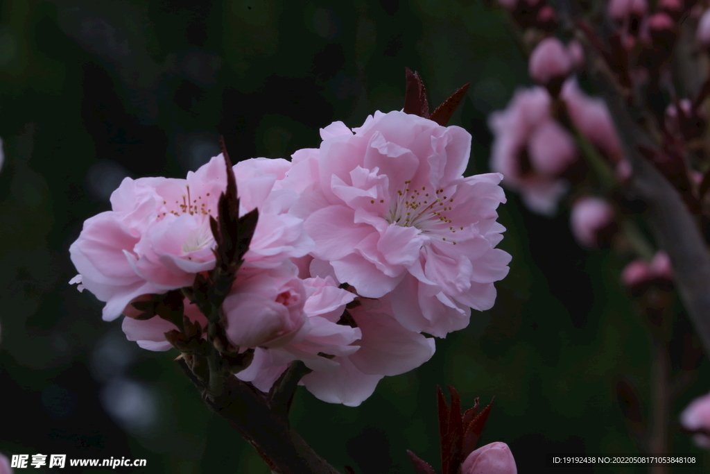碧桃花 