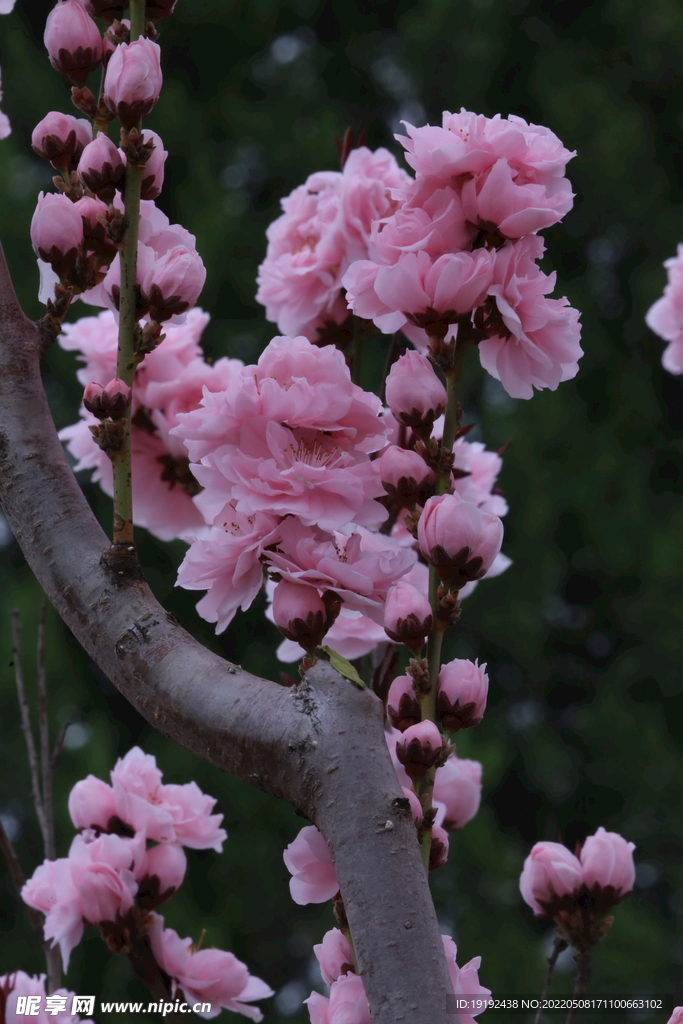 碧桃花