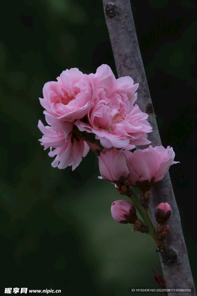 碧桃花 