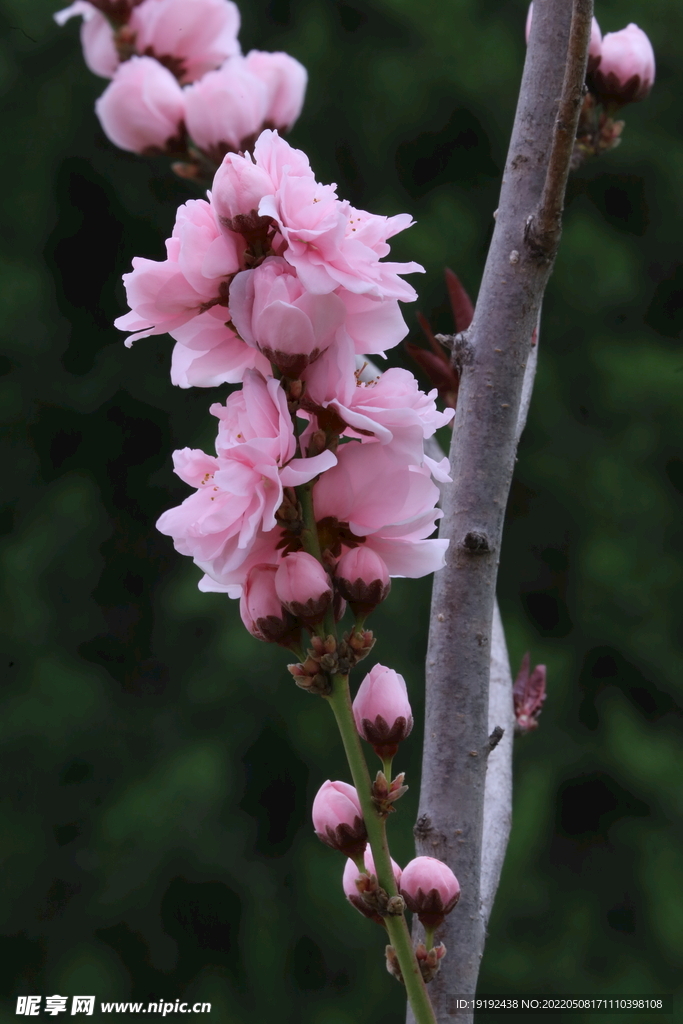 碧桃花 