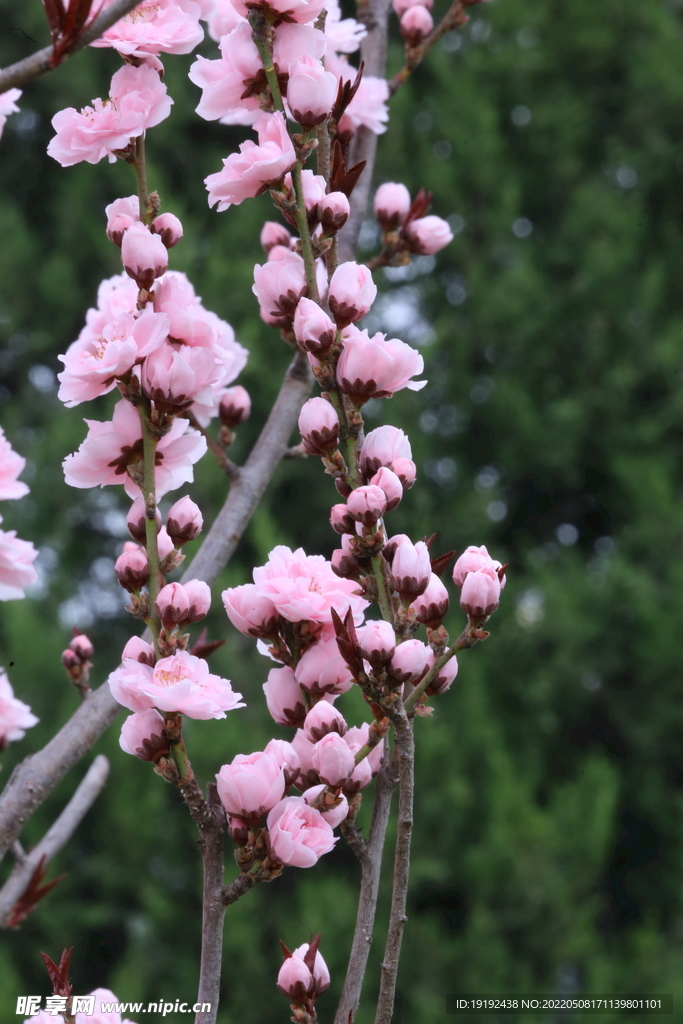 碧桃花 