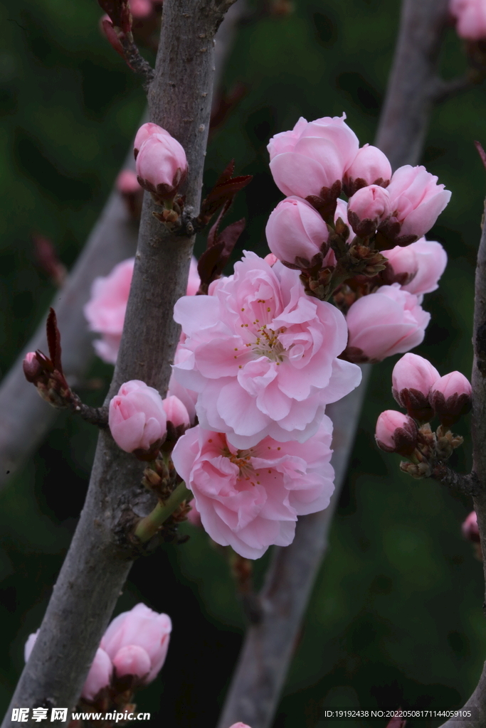 碧桃花 