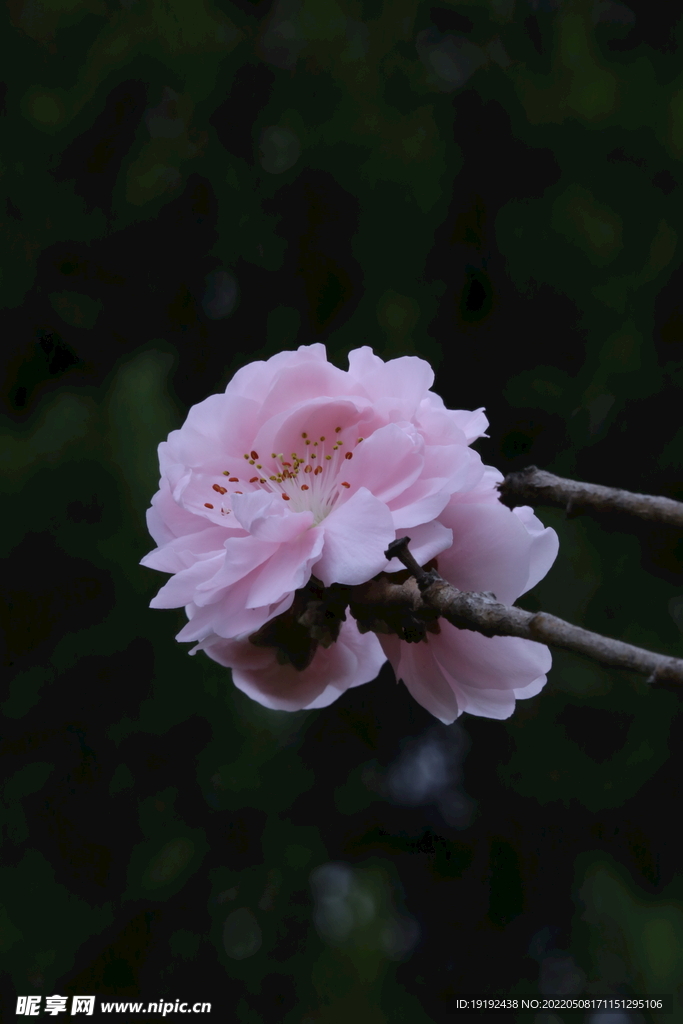 碧桃花 