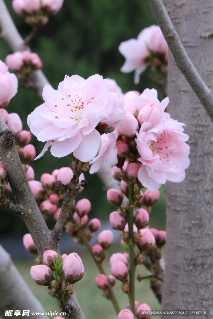 碧桃花 