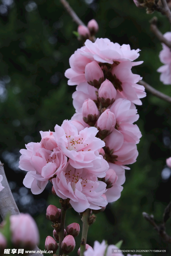 碧桃花