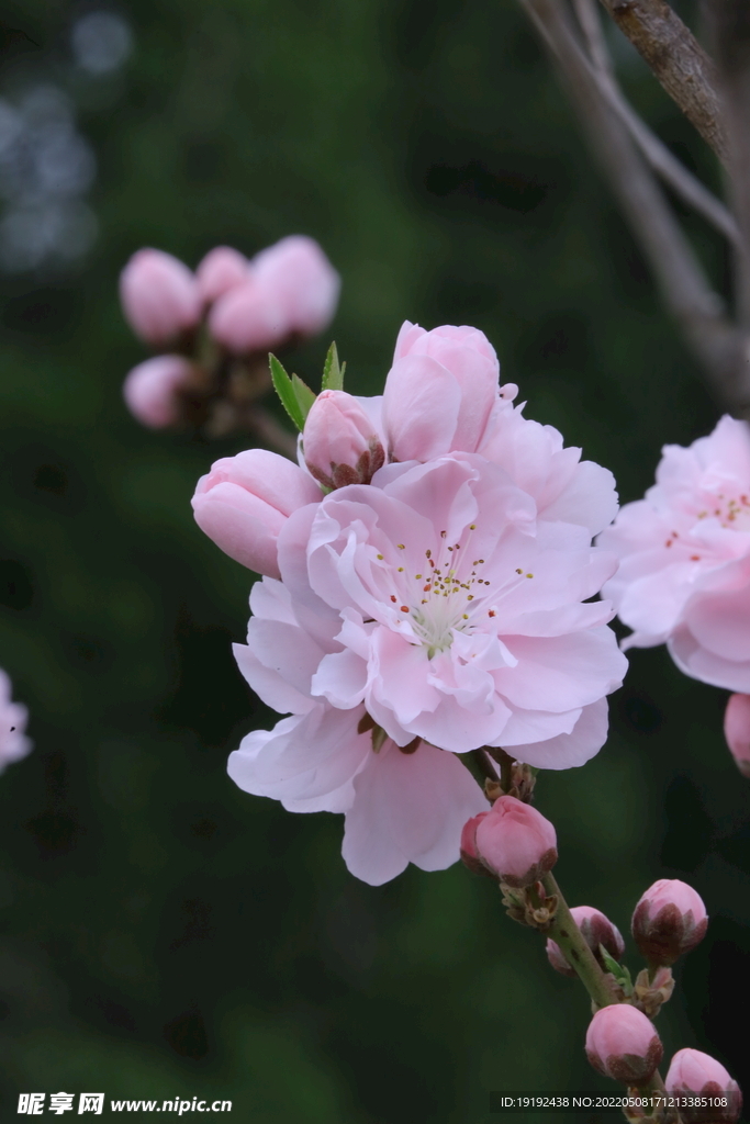 碧桃花