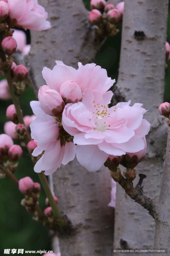 碧桃花 