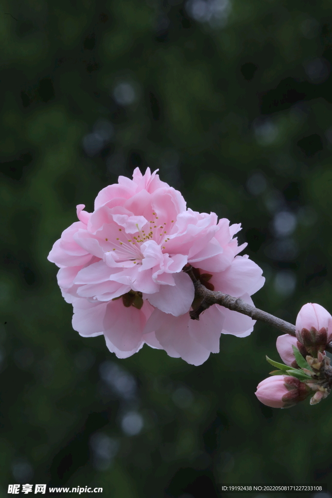碧桃花