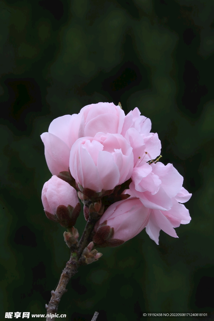 碧桃花 