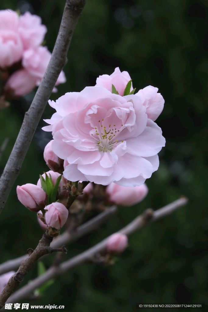 碧桃花 