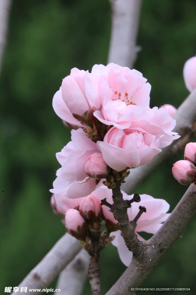碧桃花