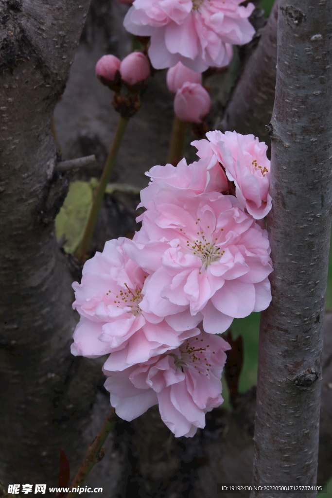 碧桃花