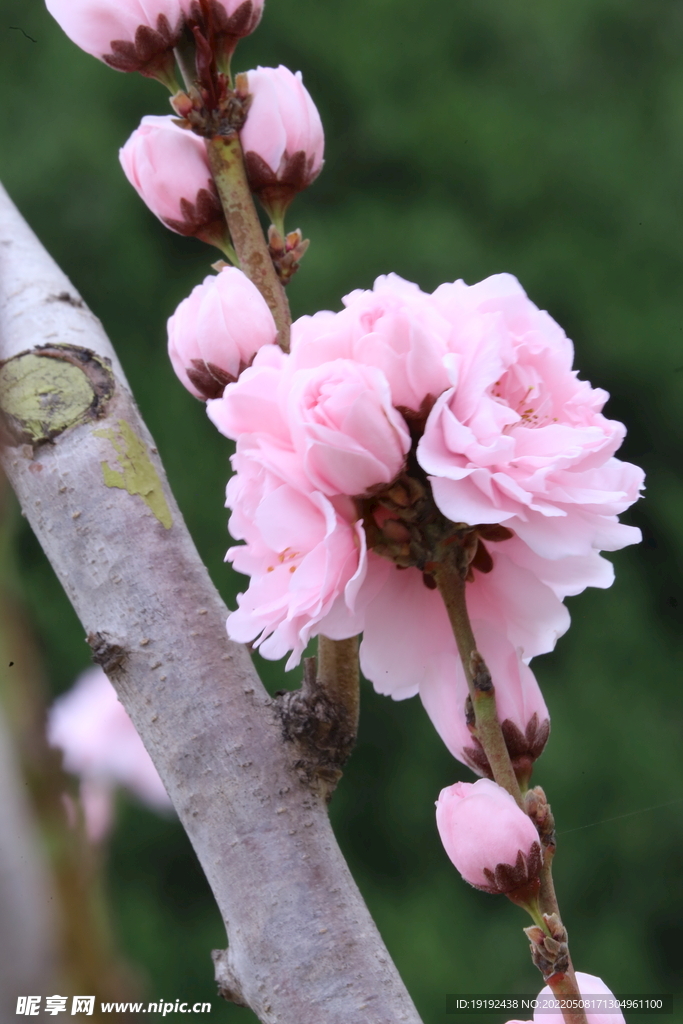 碧桃花