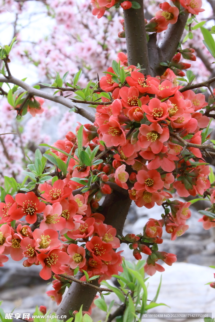 海棠花