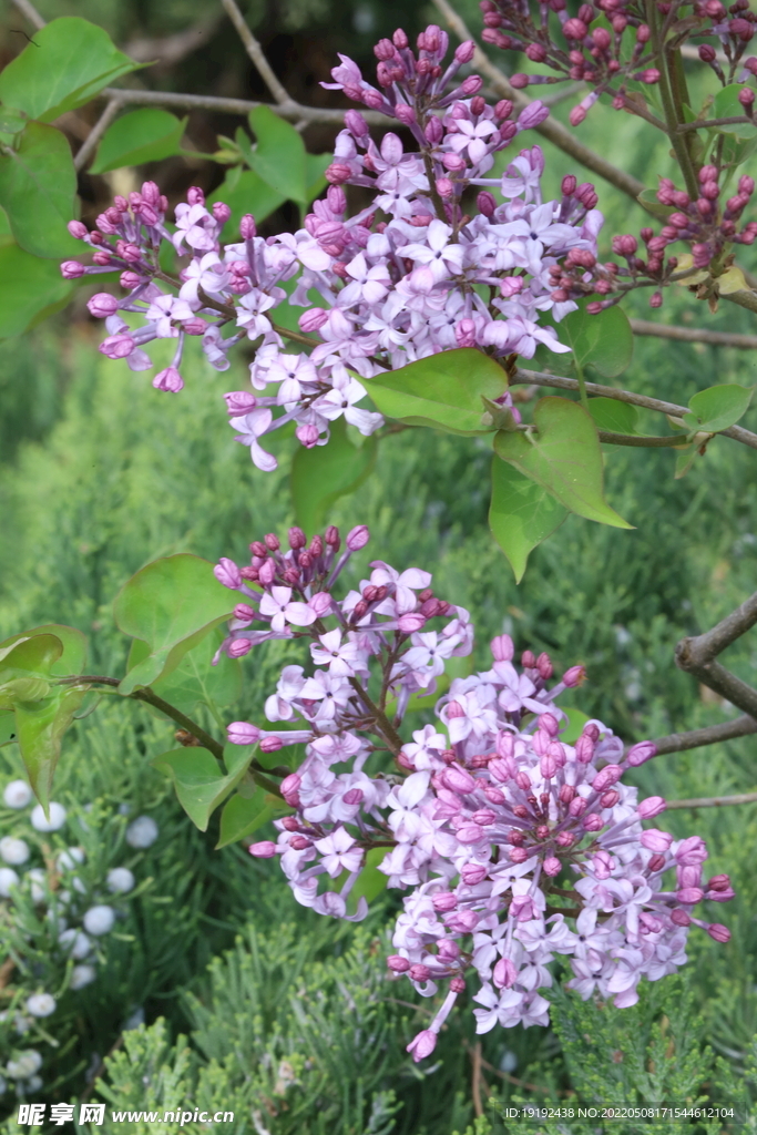 丁香花