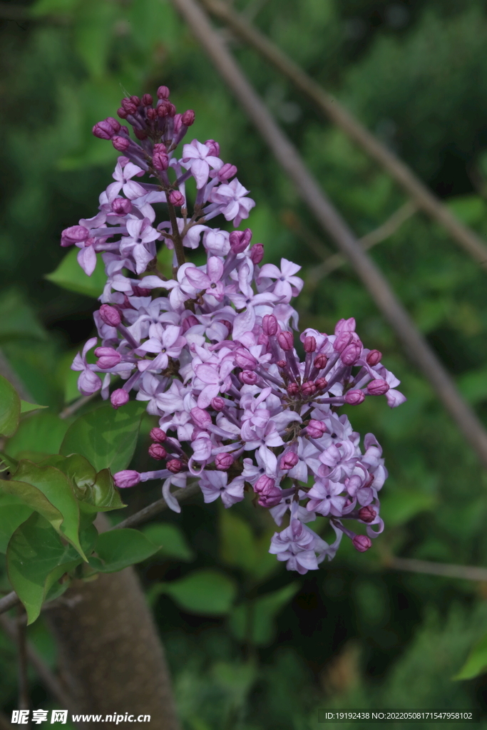 丁香花