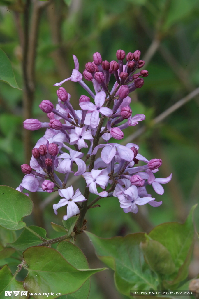 丁香花 