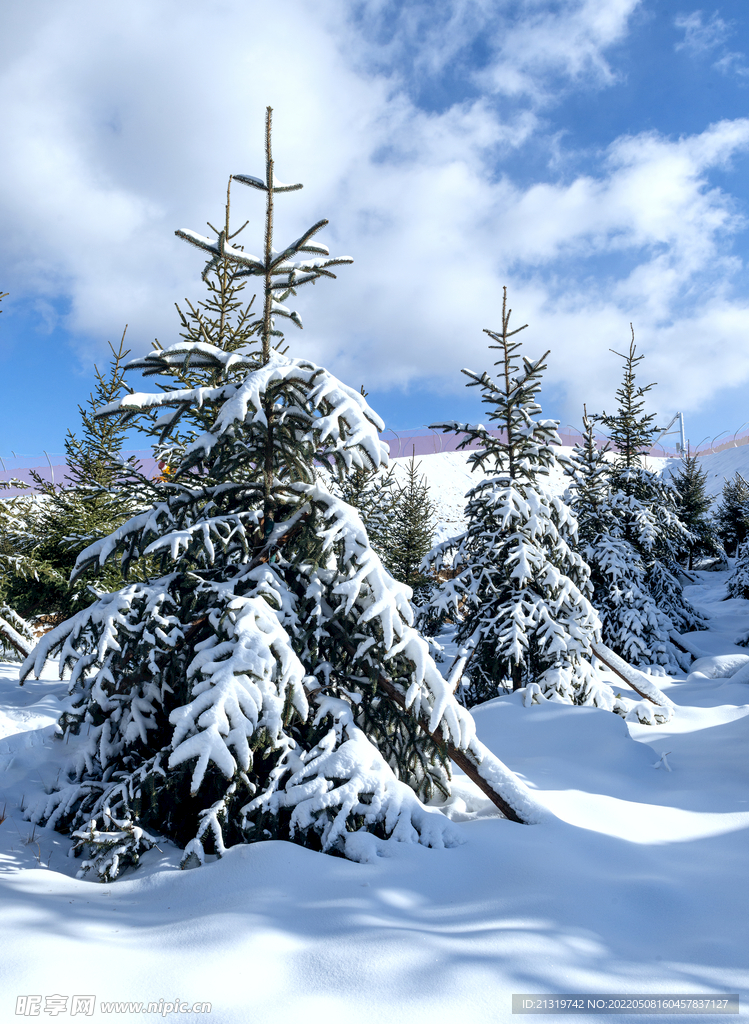 雪中松树摄影