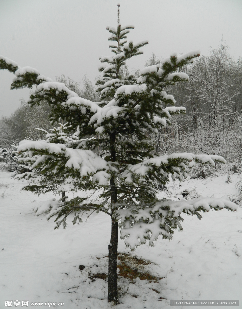 积雪松树摄影图