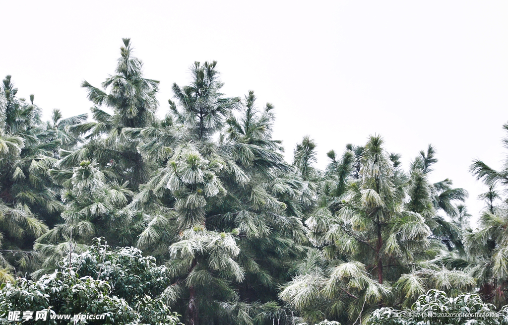 松树雪景高清摄影