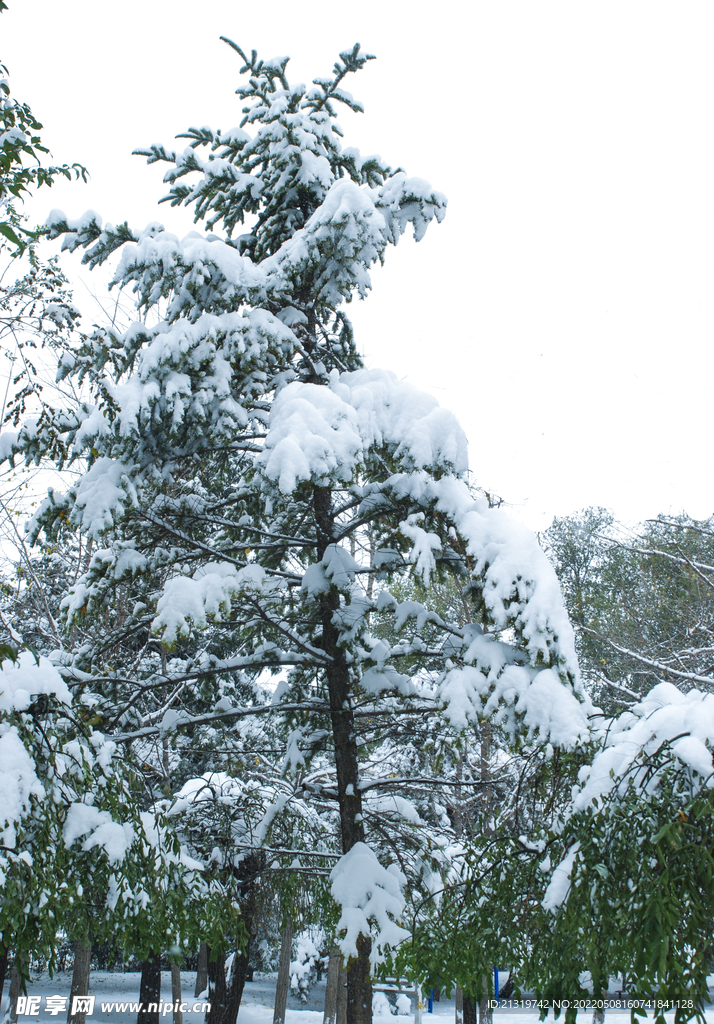 松树雪景摄影图