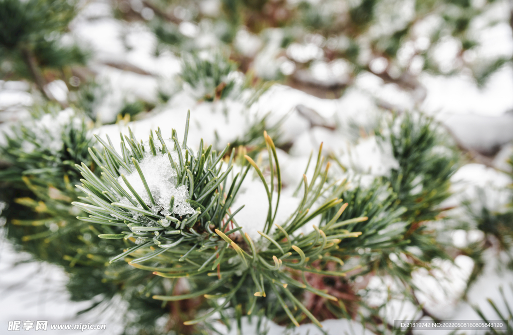 积雪松树摄影图