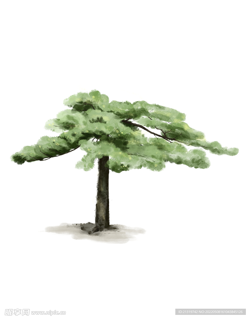 水彩松树插画
