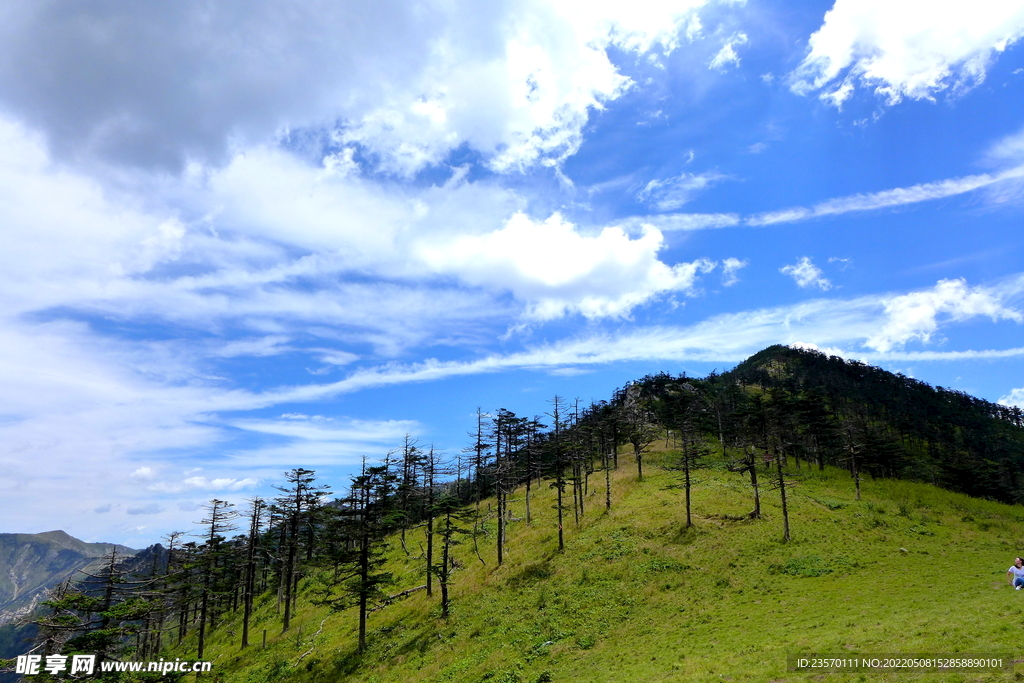 高山草甸