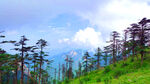 自然风景 高山群松