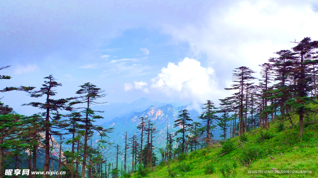 自然风景 高山群松