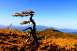 高山秋景  秦岭山
