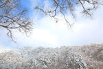 雪景  云雾  冬雪