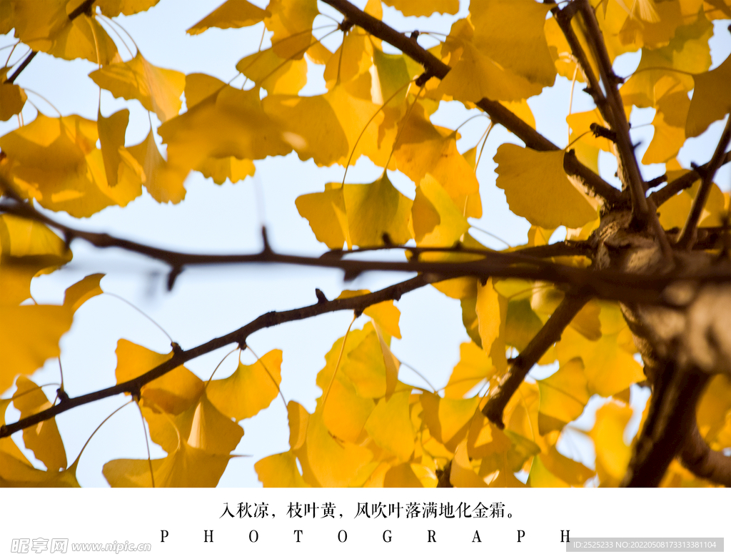 银杏