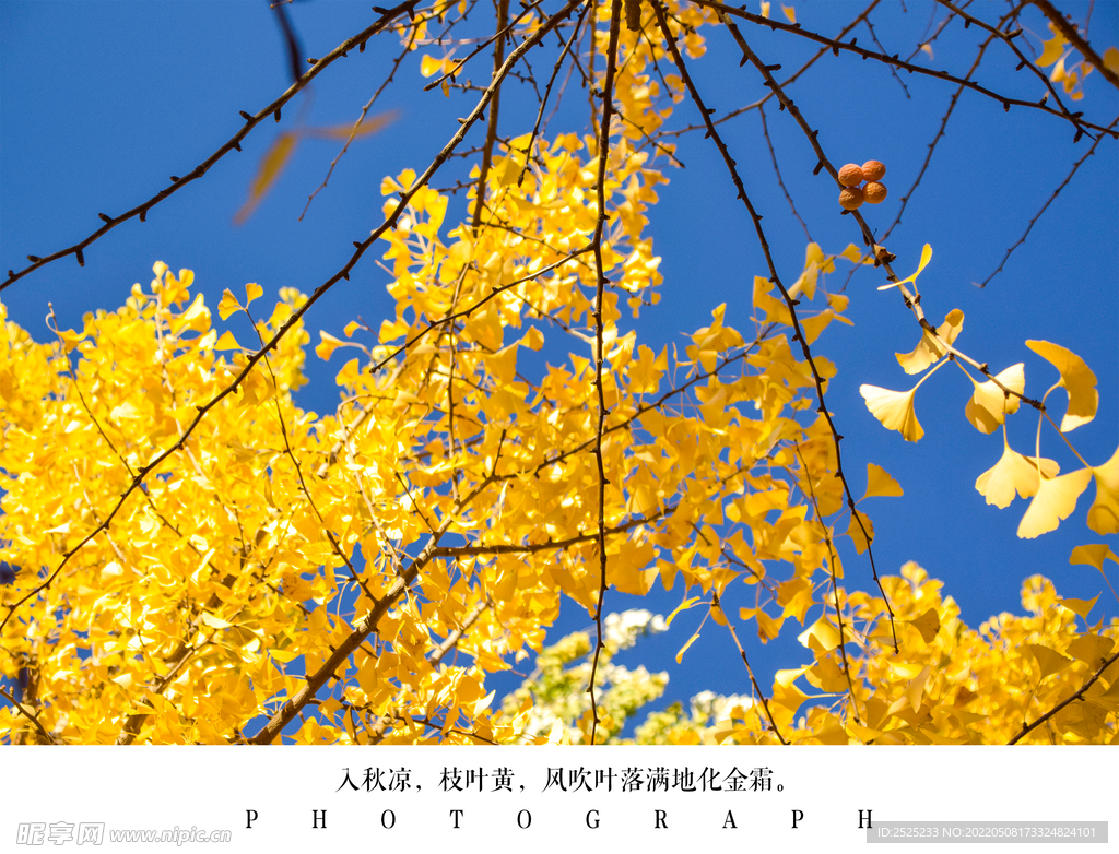 银杏