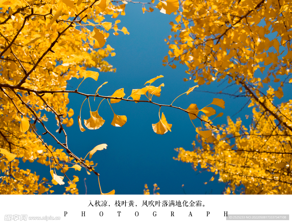 银杏