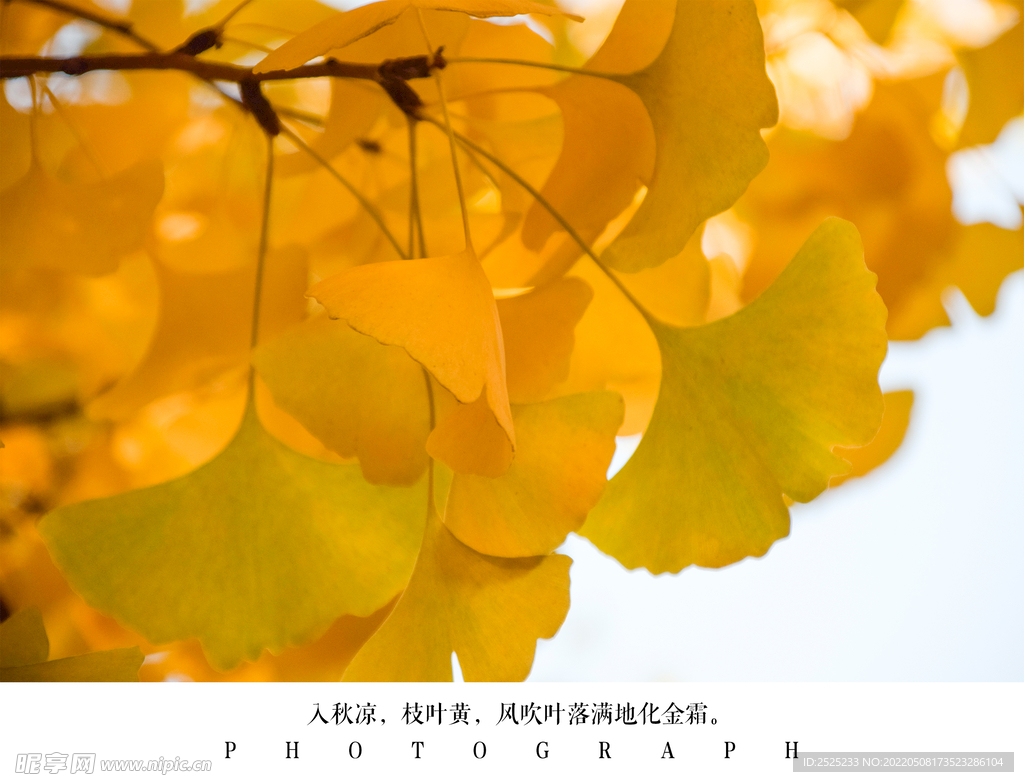 银杏