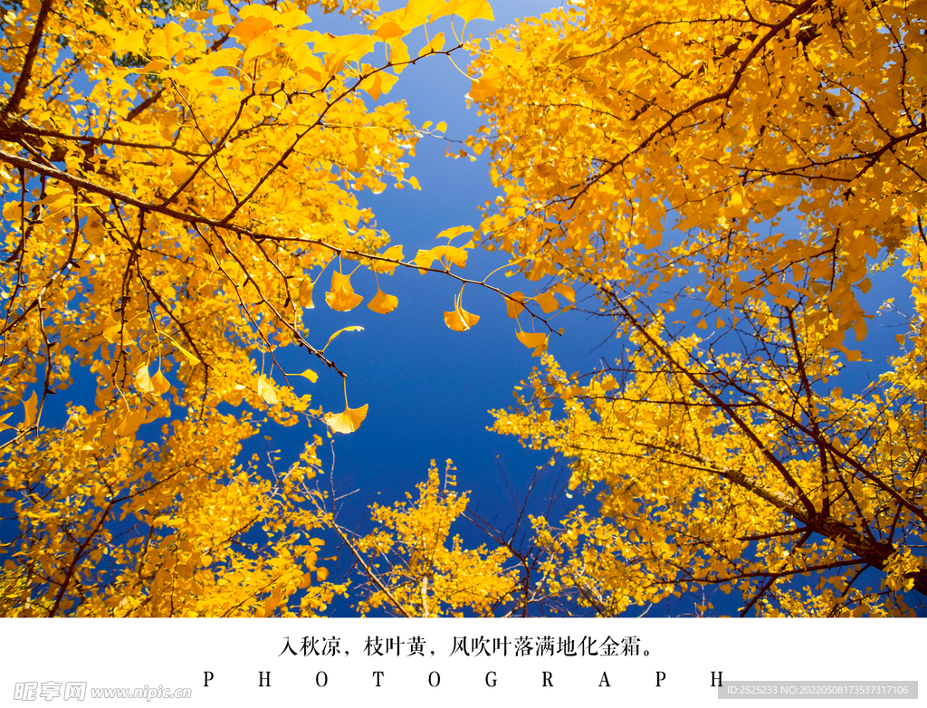 银杏