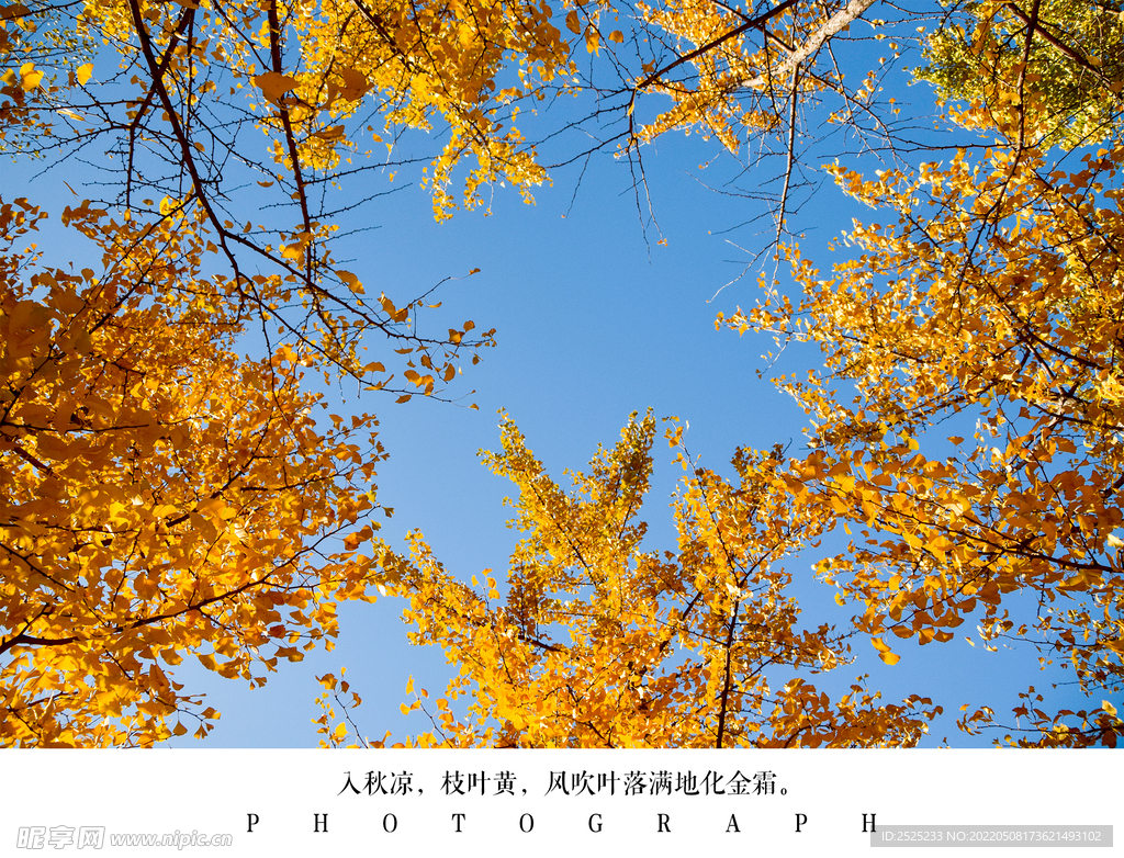 银杏