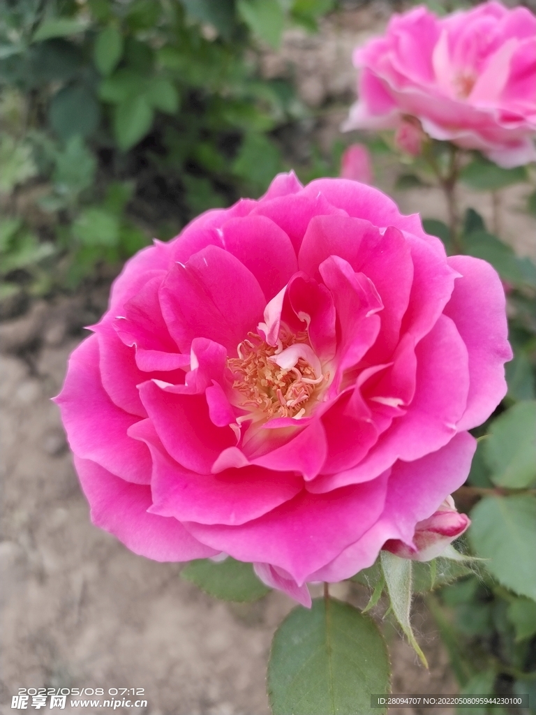 月季 