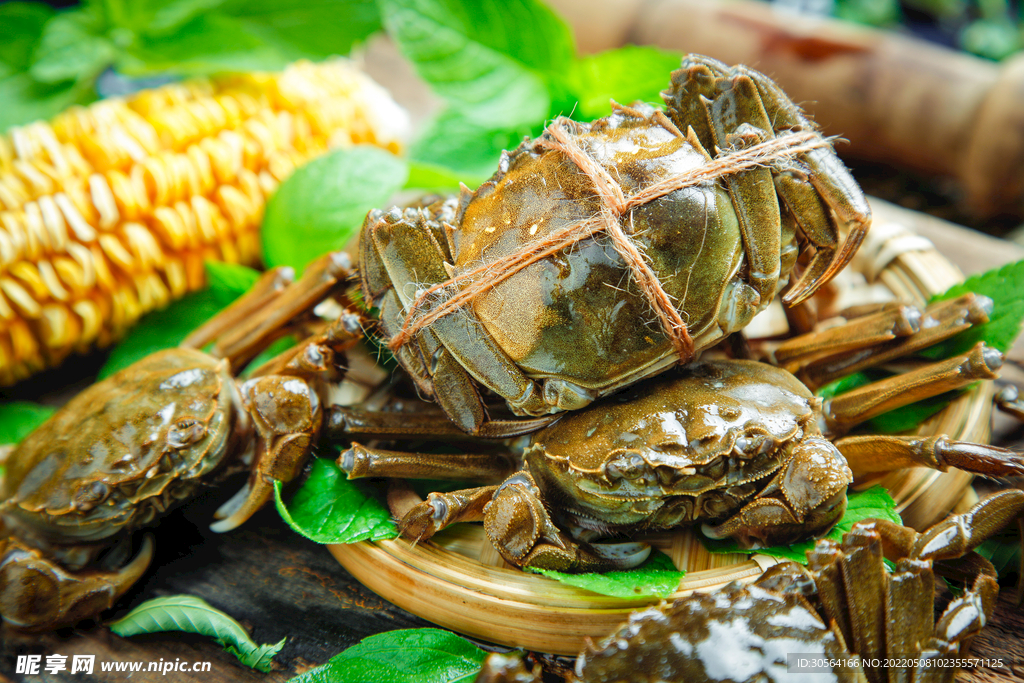 新鲜大闸蟹食材