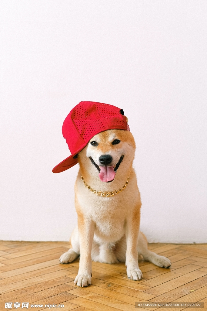 狗