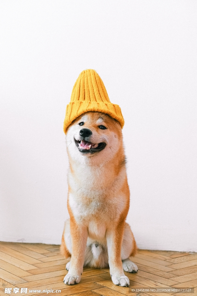 狗