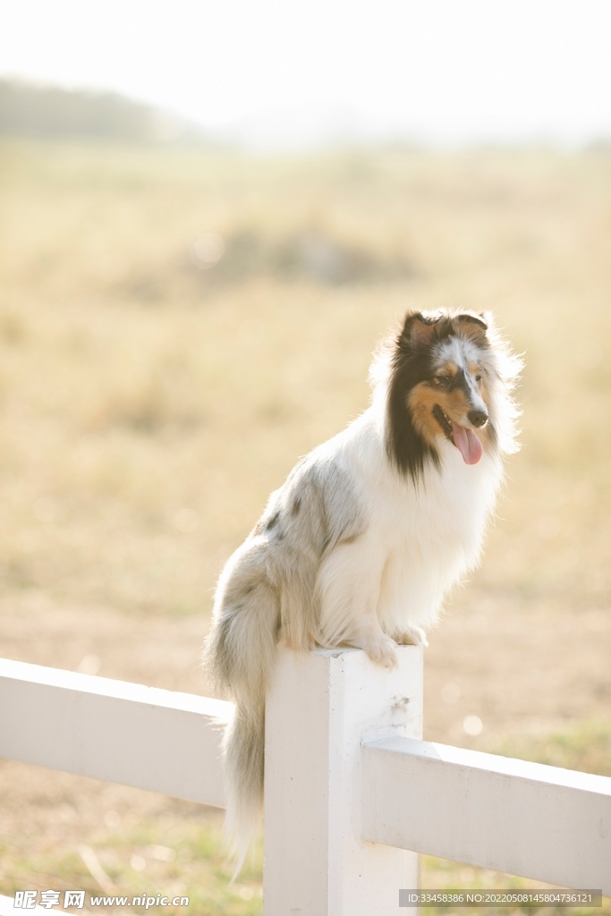 狗 