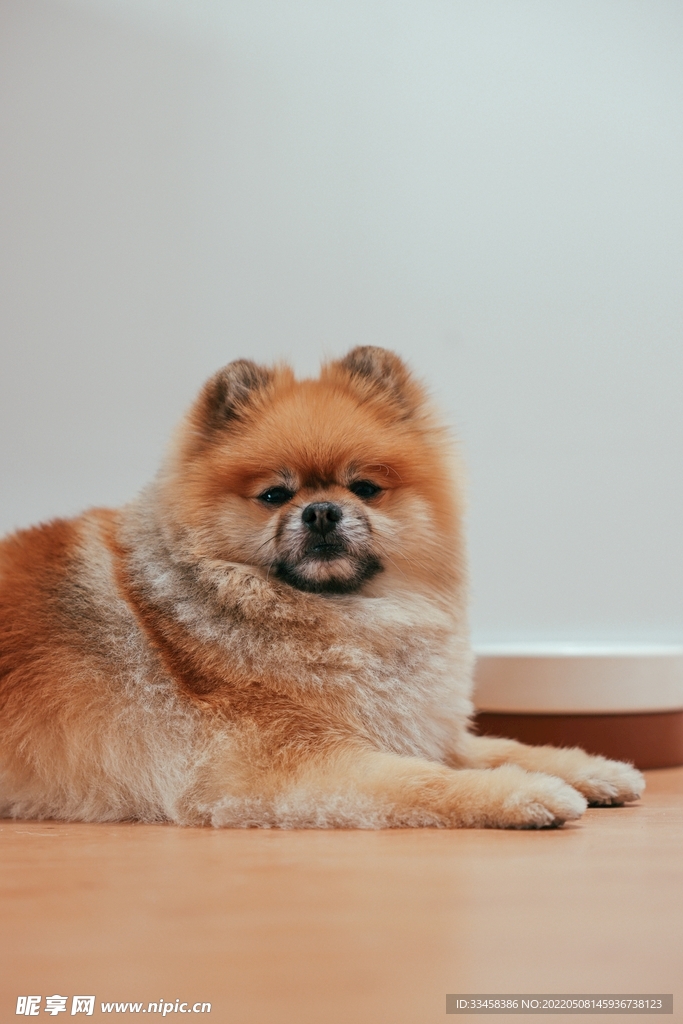 狗