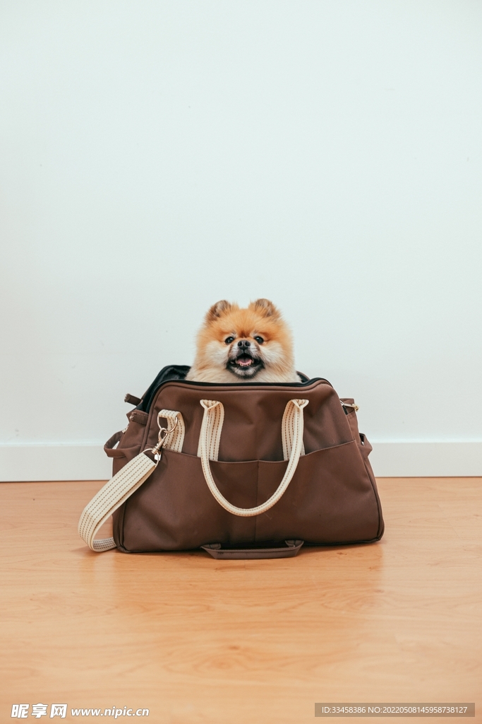 狗
