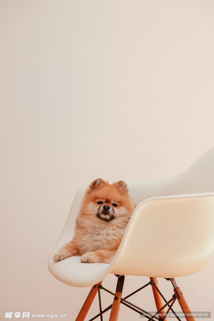 狗