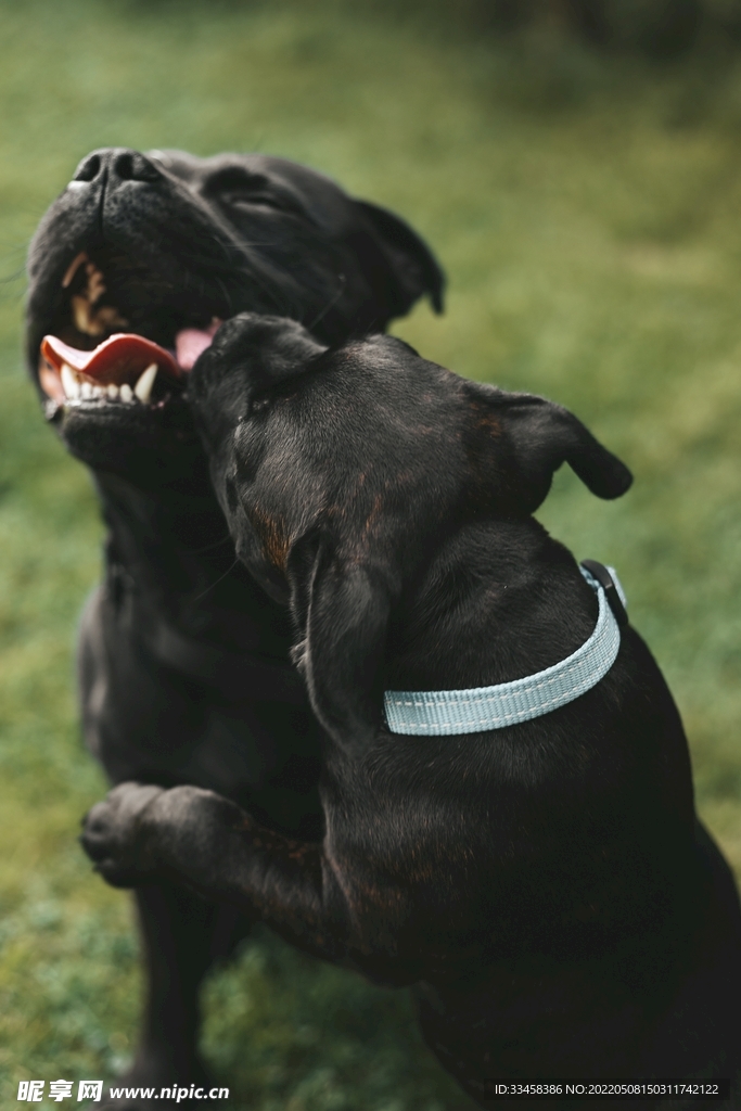 狗