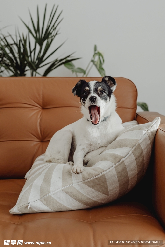 狗 